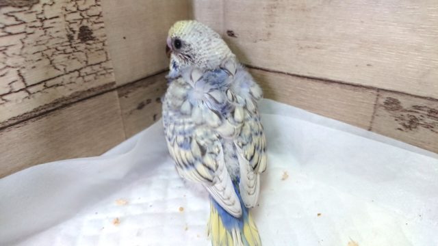 羽衣セキセイインコ