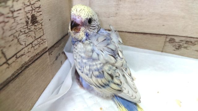 羽衣セキセイインコ