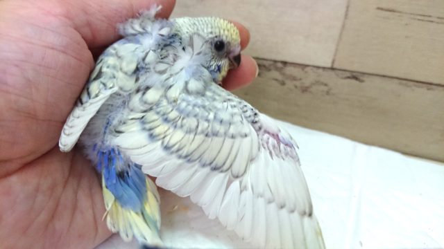 羽衣セキセイインコ