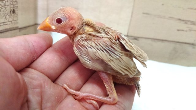 大人気です☆ナチュラルカラー、シナモン文鳥！