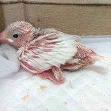 ムチムチに育ちそう♪♪　白文鳥〜〜