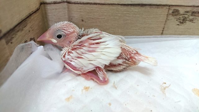 ムチムチに育ちそう♪♪　白文鳥〜〜