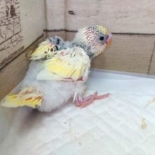 ちょっと不思議な色あいですね　セキセイインコ　レインボーパイド　2021　5月21日