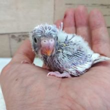 ｽﾃｷな巻きっぷり♪　羽衣セキセイインコ　2021　5月22日