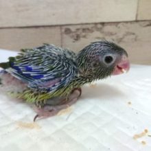 久々のマメルリハ　男のコ～　ノーマルになります　2021　5月22日