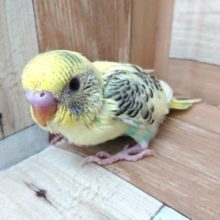 優しい雰囲気☆彡　セキセイインコ　クリームハルクイン～～