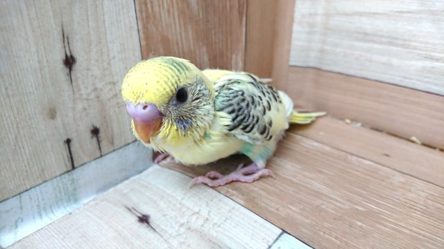 優しい雰囲気☆彡 セキセイインコ クリームハルクイン～～