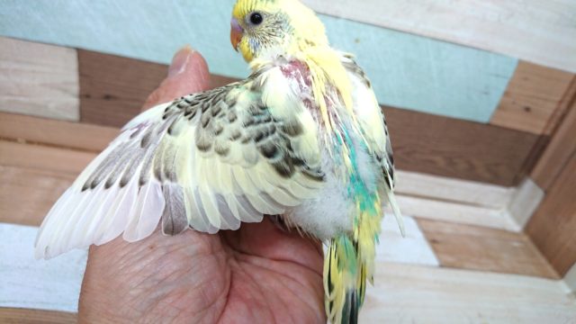 セキセイインコ