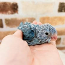 よちよち歩きのマメルリハ　女の子入荷しました♪