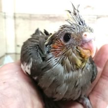 定番人気！！オカメインコ　カラーはノーマル♪