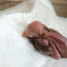 寝顔と催促のギャップがｽﾃｷ　シナモン文鳥～～