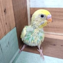 個性が出ています～　セキセイインコ　パステルレインボーパイド