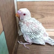 超レアです！！　セキセイインコ　ファロー～～