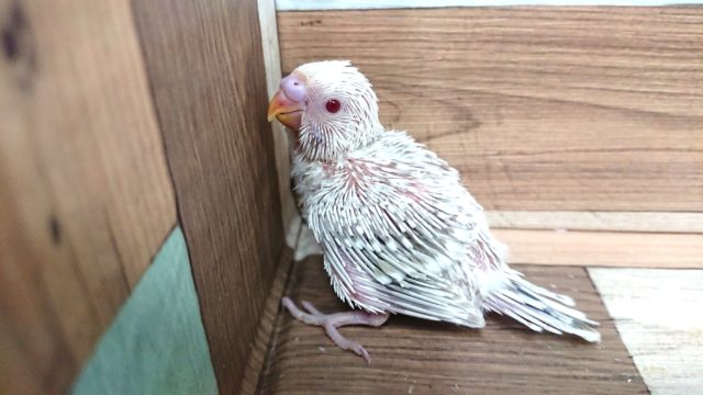 超レアです！！　セキセイインコ　ファロー～～