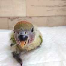 甘え上手〜　コザクラインコ　オパーリン　2021　5月27日