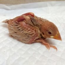 緊張感ただよいますがーー　実はベッタリさん　シナモン文鳥～～