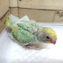 オススメのセキセイインコ！パステルカラーレインボー　5月27日