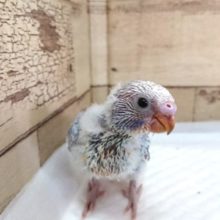 爽やかな♪レインボーカラー　セキセイインコ　2021　5月27日