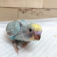 そろーり。。そろり　セキセイインコ　レインボー　2021　5月27日