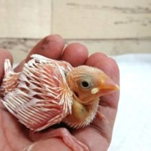 まだまだ緊張気味。白文鳥　2021　5月27日