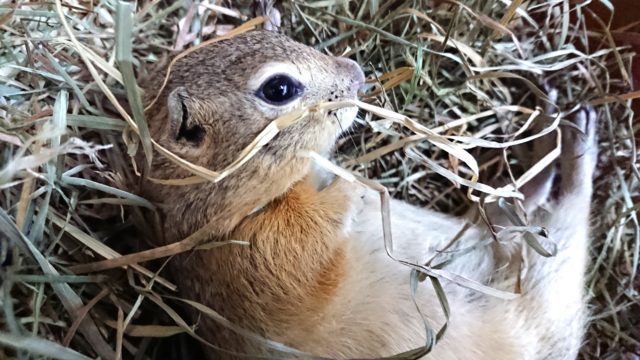 リチャードソンジリス