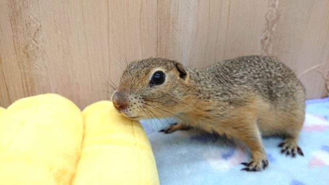 寝顔がヤバイです♪　リチャードソンジリス　～～