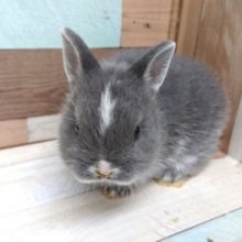 小さいねぇ～～　ネザーランドドワーフラビット　来ましたよっ