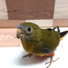 手のり　キキョウインコ　いますよ～