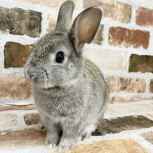 まるむちナイスバディ♪ネザーランドドワーフ(チェスナット)