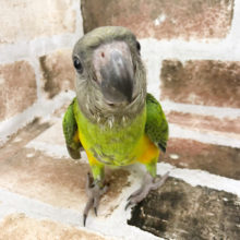 動画あり！ にぎころ出来ます♪二つの顔を楽しめる！？セネガルパロット〜！