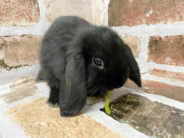 ロップイヤーラビット