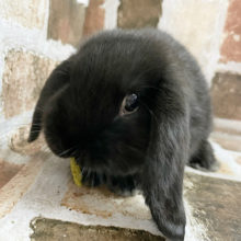 クリックリおめめはど〜こだ♪ロップイヤーラビットくん(ブラック)