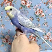 羽衣セキセイインコ  レインボースパングル  5月6日