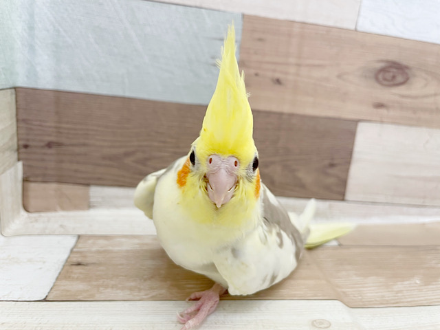 オカメインコ