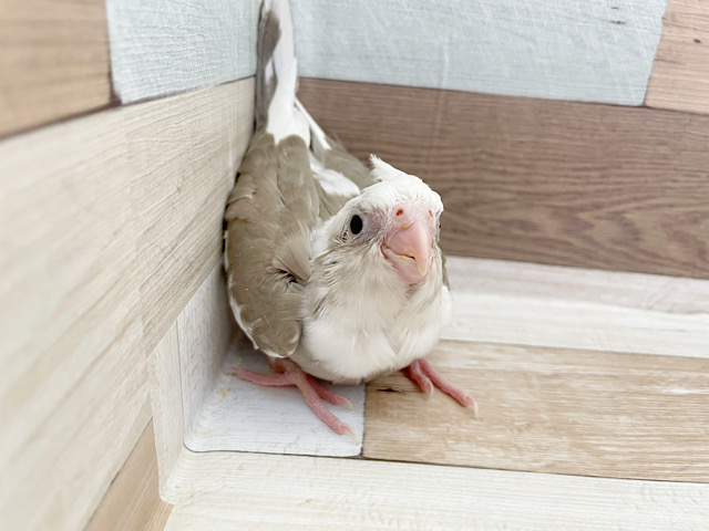 超ホヤホヤ最新画像♪人気の高いホワイトフェイス系です！　オカメインコ～～