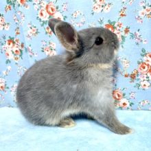 ネザーランドドワーフ  ブルーオター  女の子  5月31日