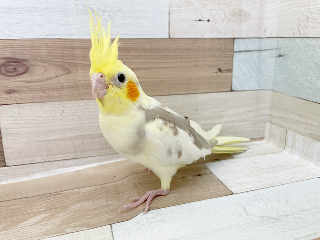 オカメインコ