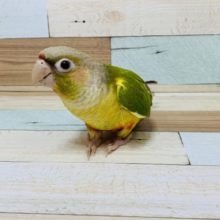 パイナップル！ウロコインコのパイナップルがきました♪