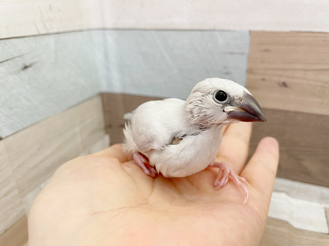 超ホヤホヤ最新画像♪目指すはベタ馴れ文鳥さん！シルバー文鳥〜！