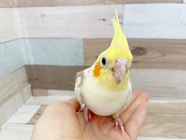 超ホヤホヤ最新画像☆瞳と冠羽が大きいね～　オカメインコ　シナモンパイド～