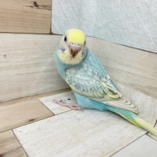 超ホヤホヤ最新画像★カラフルに育ちそう♪　セキセイインコ　パステルカラーレインボースパングル