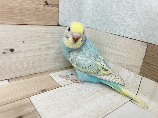 超ホヤホヤ最新画像★カラフルに育ちそう♪　セキセイインコ　パステルカラーレインボースパングル