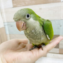 超ホヤホヤ最新画像、可愛い動画付き！久々の～オキナインコ♪の、ヒナ～～　ノーマルですっ