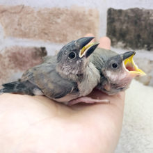 食欲無限大☆桜文鳥ヒナ〜！
