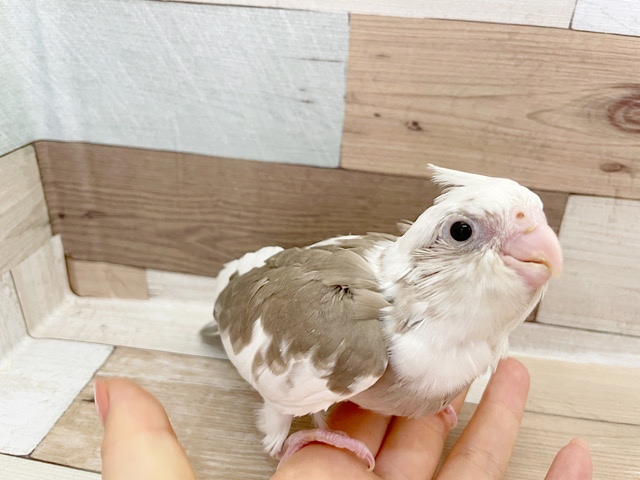 オカメインコ