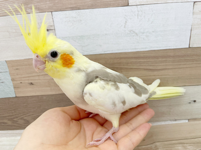 オカメインコ