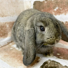 食に興味アリ★ロップイヤーラビットちゃん(チェスナット)