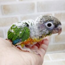 ワッキー　ワキコガネウロコインコ　2021年05月03日