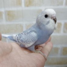 グレーなカラー　セキセイインコ☆スパングル　2021年05月04日