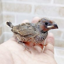 手乗りでは珍しいフィンチ！　大一紅鳥　2021年05月16日